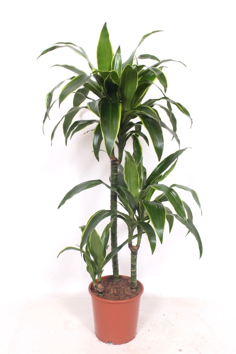 <h4>Dracaena fr de 'Art'</h4>
