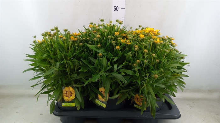 <h4>Coreopsis grand.</h4>