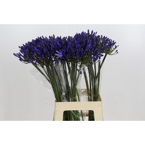 Agapanthus Eyfori Blue