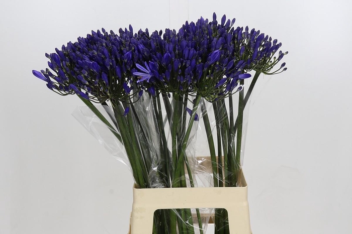 <h4>Agapanthus EYFORI Blue</h4>
