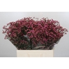 Limonium China Red