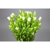 Campanula Medium Campana White