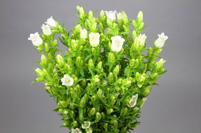 Campanula Medium Campana White