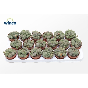 Pleiospilos Nelii (group)