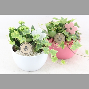 arr2 PL - Ker. bol schaal pink white