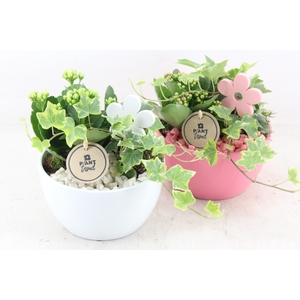 arr2 PL - Ker. bol schaal pink white