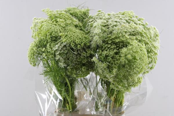 <h4>Ammi Visnaga</h4>