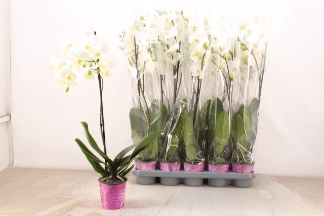 <h4>PHAL OV WIT</h4>