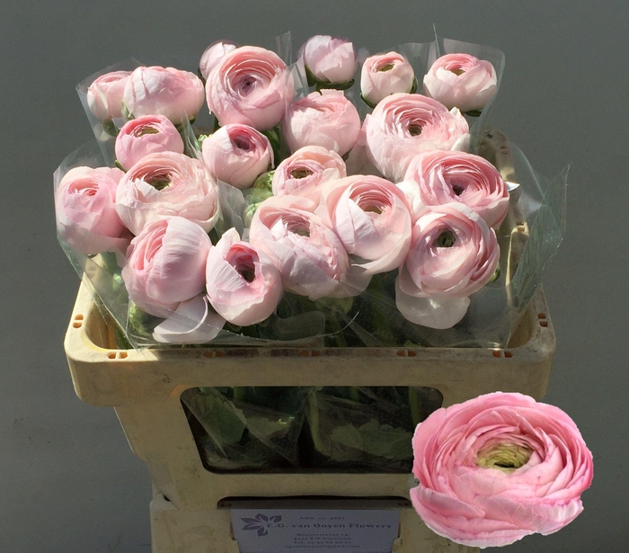 <h4>RAN SU LADY</h4>