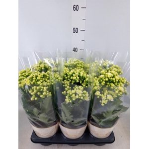 Kalanchoe  'Sunny White'