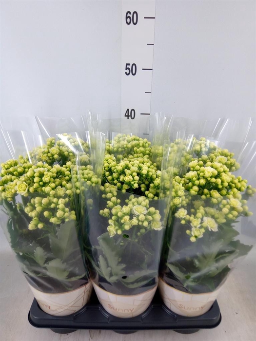 <h4>Kalanchoe  'Sunny White'</h4>