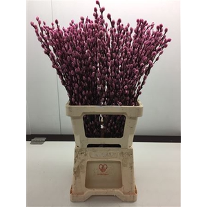 Katjes Salix Rose