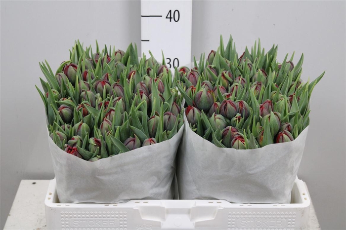 <h4>Tu Du Red Princess</h4>