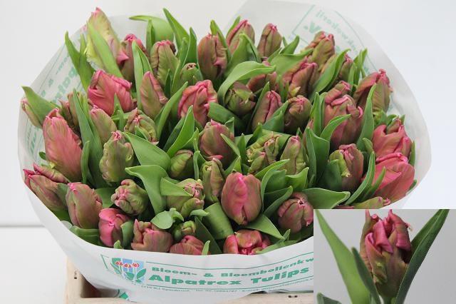 <h4>TU PA MARVEL PARROT</h4>