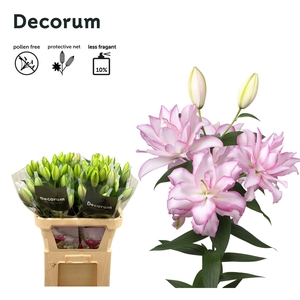 Lelies Li Or Du Anouska