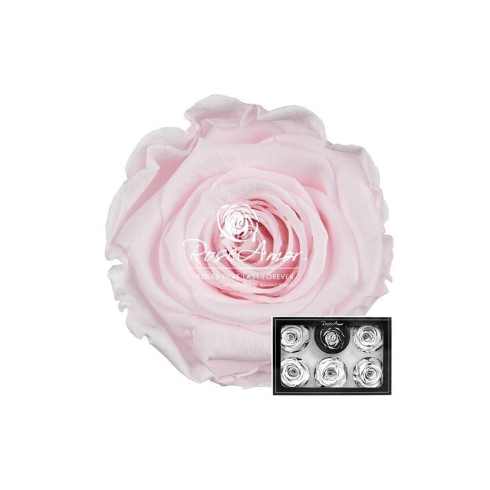 <h4>Xl Pin89</h4>