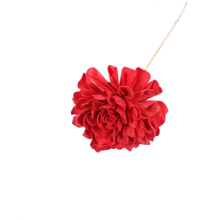 <h4>Bijsteker 50cm Dahlia 10cm</h4>
