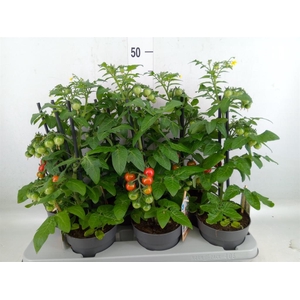 Solanum lycopersicum   ...