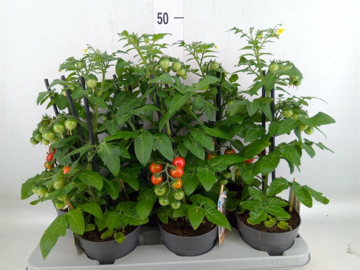<h4>Solanum lycopersicum   ...</h4>