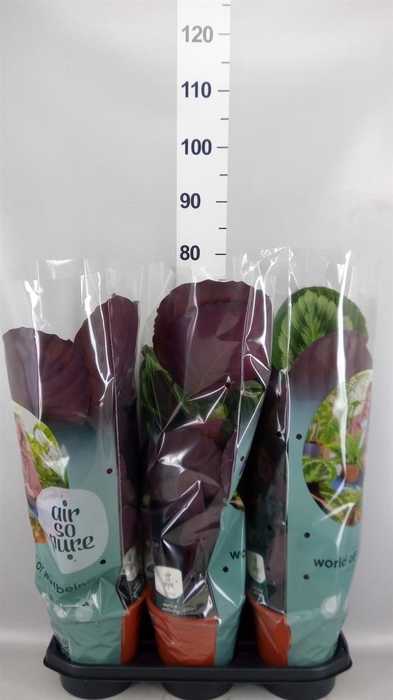 <h4>Calathea  'Mysty'</h4>