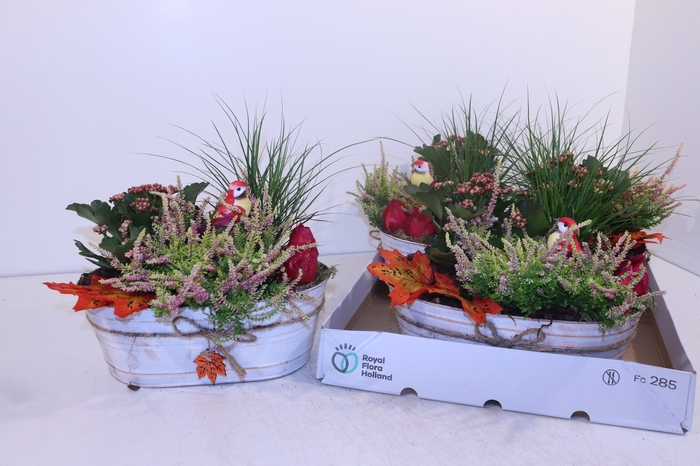 <h4>ARR TUINPLANTEN</h4>