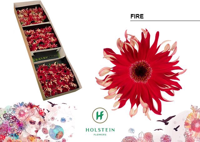<h4>Gerbera Gerpasta Fire</h4>
