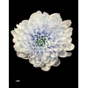 Chr T Altaj Delfts Blue
