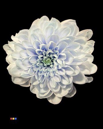 Chr T Altaj Delfts Blue
