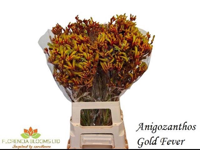<h4>ANIGOZ GOLD FEVER</h4>