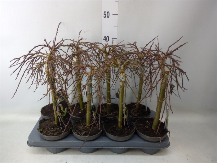 <h4>Salix arbuscula</h4>