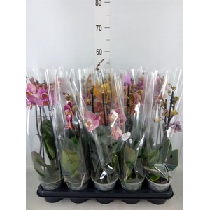 Phalaenopsis   ...mix