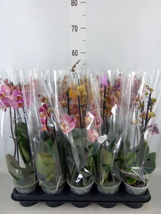 <h4>Phalaenopsis   ...mix</h4>