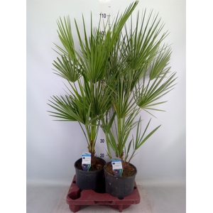 Chamaerops humilis