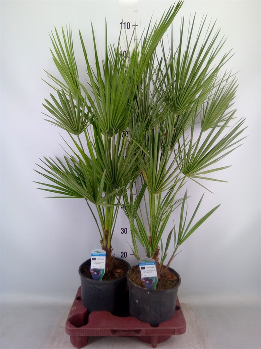 <h4>Chamaerops humilis</h4>