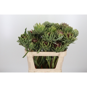 Cynara Sc Green Glob