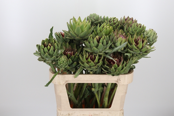<h4>Cynara Sc Green Glob</h4>