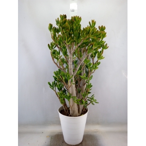 Crassula ovata 'Gollum'