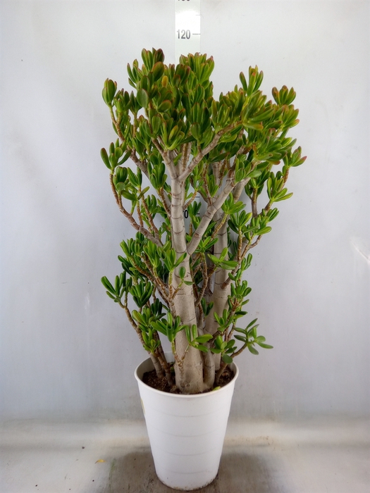 <h4>Crassula ovata 'Gollum'</h4>