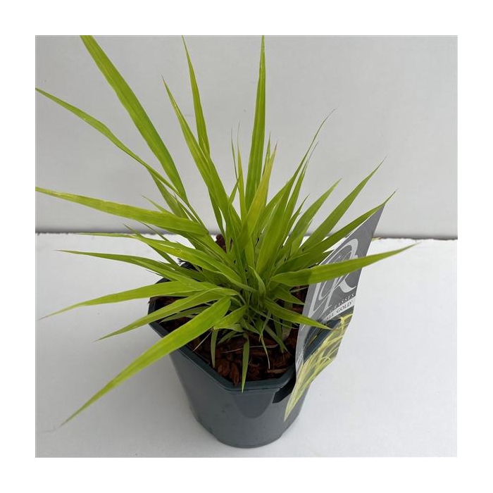 <h4>Hakonechloa macra 'Allgold'</h4>
