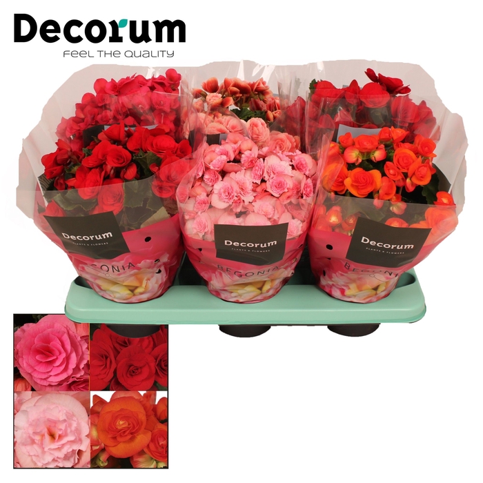 <h4>Begonia 14 Mix Zonder Geel/Zonder Wit in Floratino</h4>