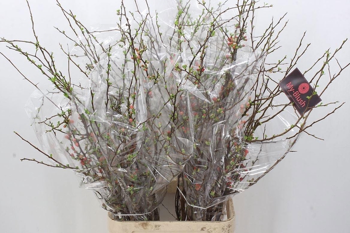 <h4>CHAENOMELES SUPERBA</h4>