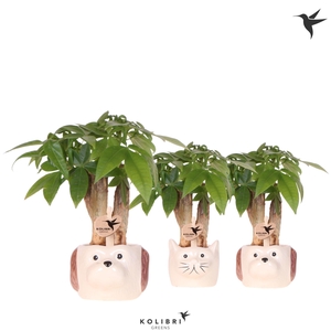 Kolibri Greens Pachira in Cat & Dog pot mix