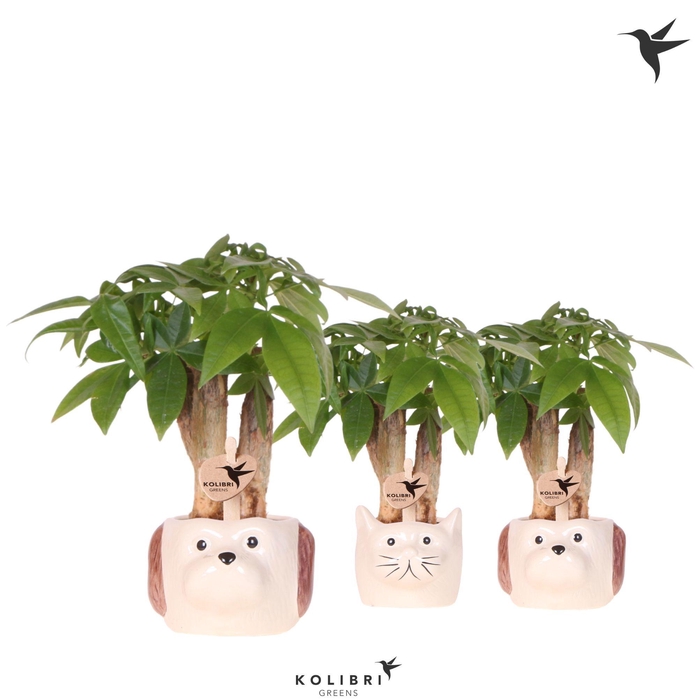 <h4>Kolibri Greens Pachira in Cat & Dog pot mix</h4>