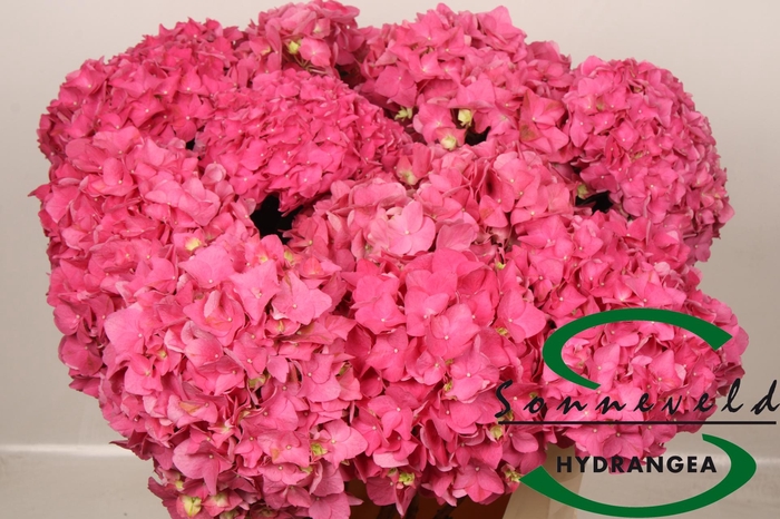 <h4>HYDR M CH RODEO RD</h4>