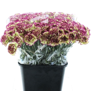 Di St Extravaganza X 160