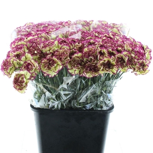 Di St Extravaganza X 160