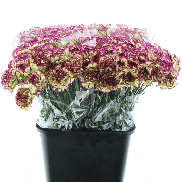 <h4>Di St Extravaganza X 160</h4>