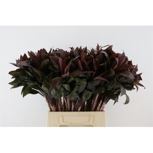 Cordyline Compacta (rd)