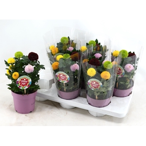 Chrysanthemum  'FlowPop'   ...mix