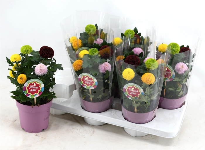 <h4>Chrysanthemum  'FlowPop'   ...mix</h4>